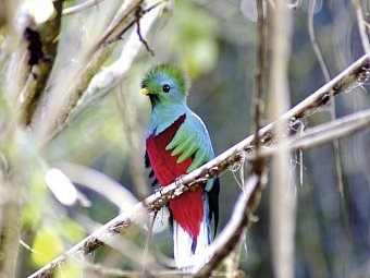 Costa Ricas wilder Süden - Quetzal