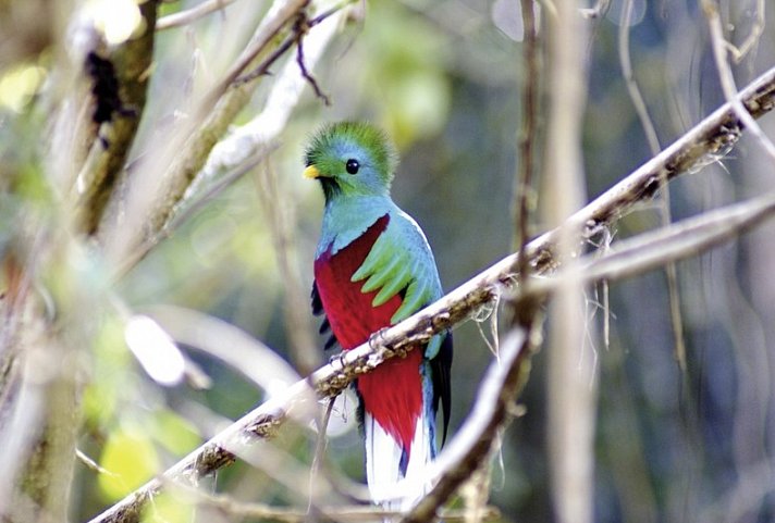 Costa Ricas wilder Süden - Quetzal