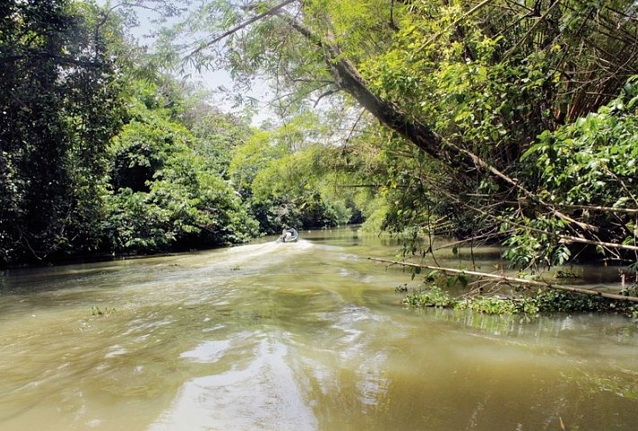 Costa Ricas wilder Süden - Feuchtgebiet Térraba-Sierpe