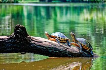 Farbenmeer Costa Rica - Tortuguero NP