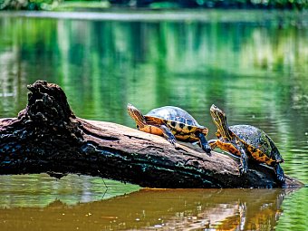 Farbenmeer Costa Rica - Tortuguero NP
