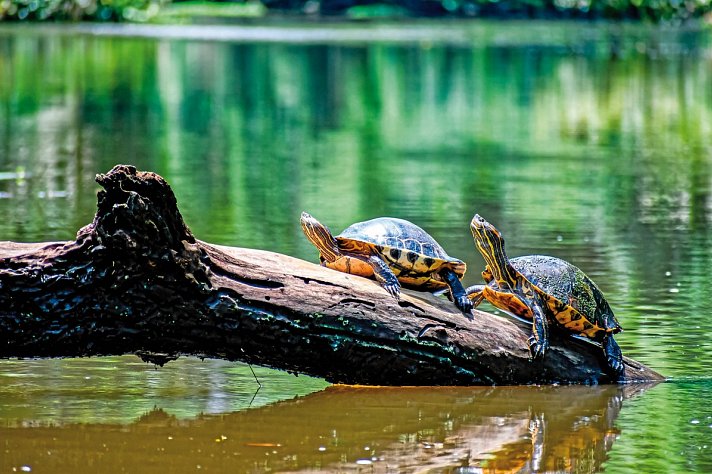 Farbenmeer Costa Rica