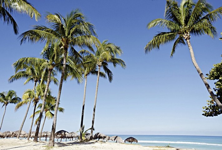 Starfish Cuatro Palmas