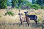 Saadani Safari (3 Nächte)