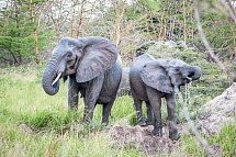 Saadani Safari (3 Nächte) - Elefanten im Saadani Nationalpark