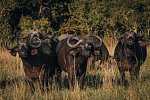 Saadani Safari (3 Nächte)