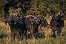 Saadani Safari (3 Nächte)
