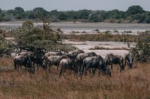 Saadani Safari (3 Nächte) - Gnus, Saadani Nationalpark