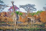 Saadani Safari (3 Nächte)