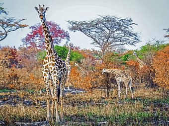 Saadani Safari (3 Nächte) - Giraffen, Saadani Nationalpark