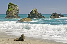 Kleingruppen-Safari - Munro Beach