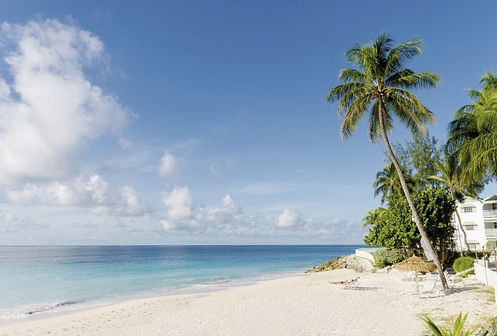 Bougainvillea Barbados