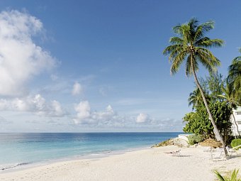 Bougainvillea Barbados