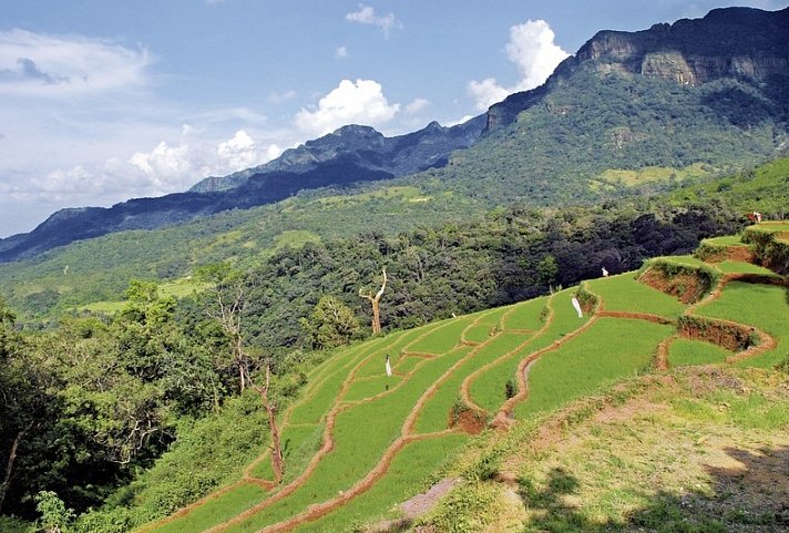 Königsstädte Sri Lankas (Gruppenreise) - Reisterrassen