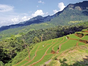 Königsstädte Sri Lankas (Privatreise) - Reisterrassen