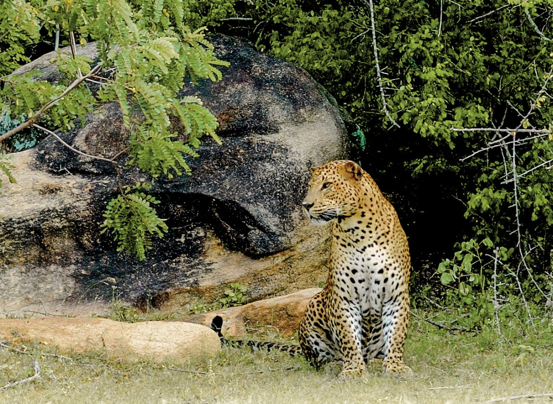 Sri Lanka Allround (Privatreise)