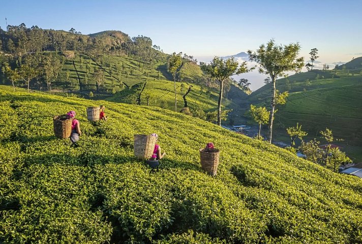 Sri Lanka hautnah erleben (Privatreise)