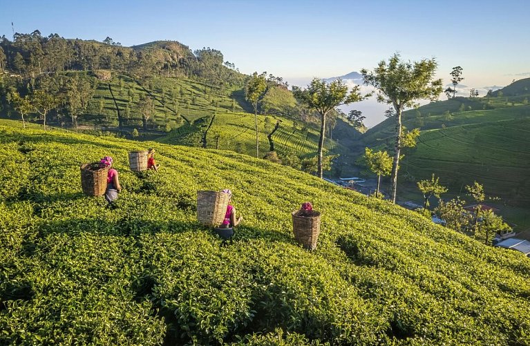 Sri Lanka hautnah erleben (Privatreise)