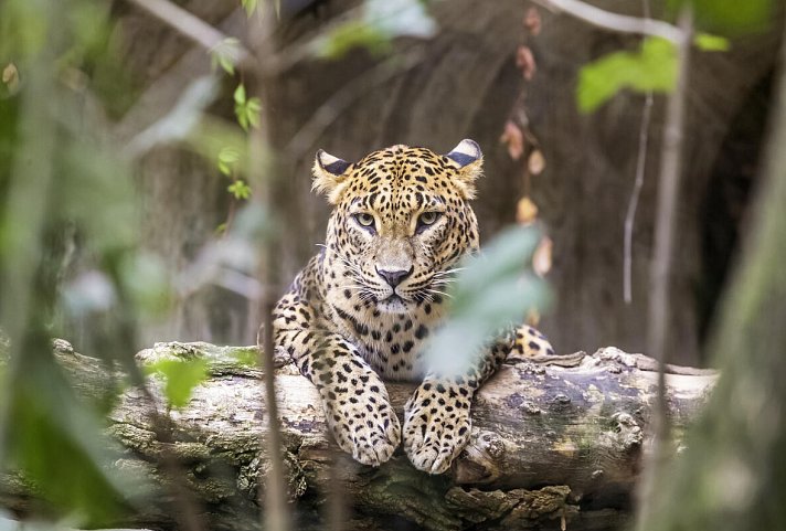 Sri Lanka hautnah erleben (Privatreise) - Yala Nationalpark