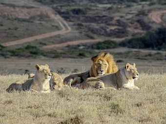 Facettenreiche Gartenroute (Autoreise) - Löwen, Garden Route Game Lodge