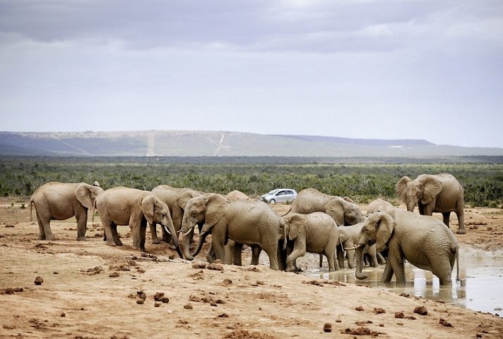 Erlebnis Gartenroute, Karoo & Addo - Addo Elephant Nationalpark