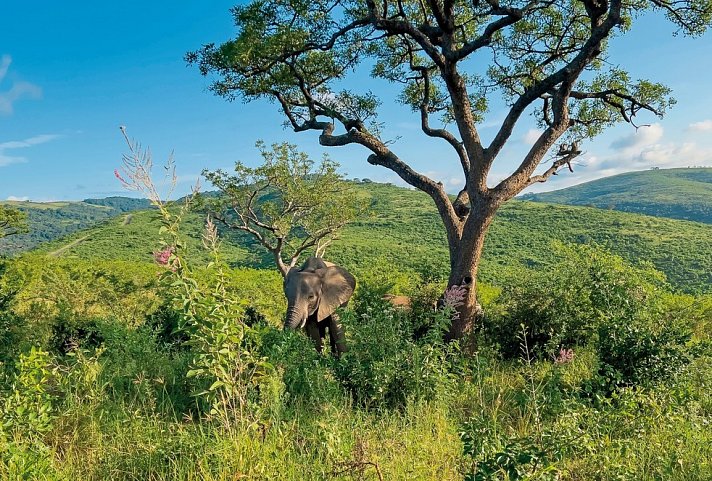 Südafrika à la carte - Kleingruppenreise - Elefanten Im Hluhluwe-iMfolozi-Park
