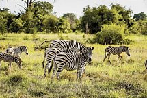 A World in One Country (Kombinationsreise) - Zebras im Kruger Nationalpark