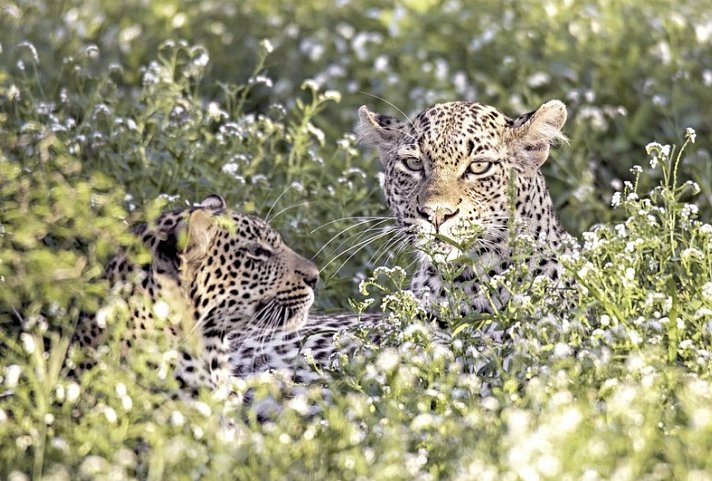 Best of South Africa (Privatreise) Johannesburg - Kapstadt - Leopard