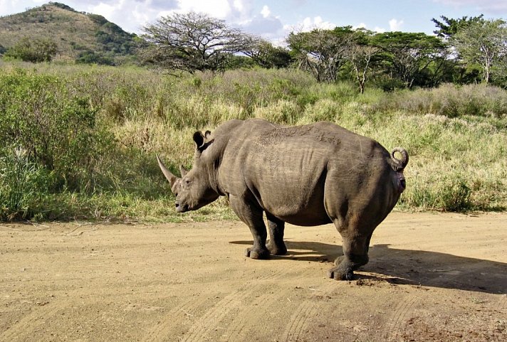 Best of South Africa (Privatreise) Johannesburg - Kapstadt - Nashorn, Hluhluwe