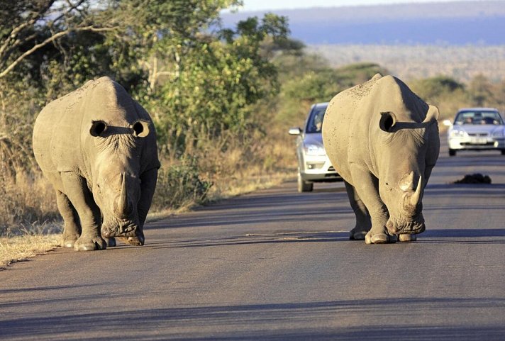 Best of South Africa (Privatreise) Johannesburg - Kapstadt - Nashörner im Krüger Nationalpark