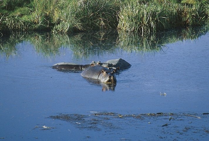 Tansania Explorer - Ngorongoro