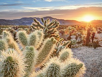 Western Values - Joshua Tree Nationalpark