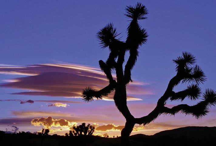 Vom Atlantik zum Pazifik - Joshua Tree Nationalpark