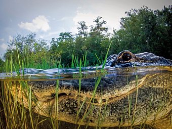 Manhattan Express & Florida Sunshine State inkl. Badeverlängerung (Superior-Variante, Ocean View) - Everglades Nationalpark