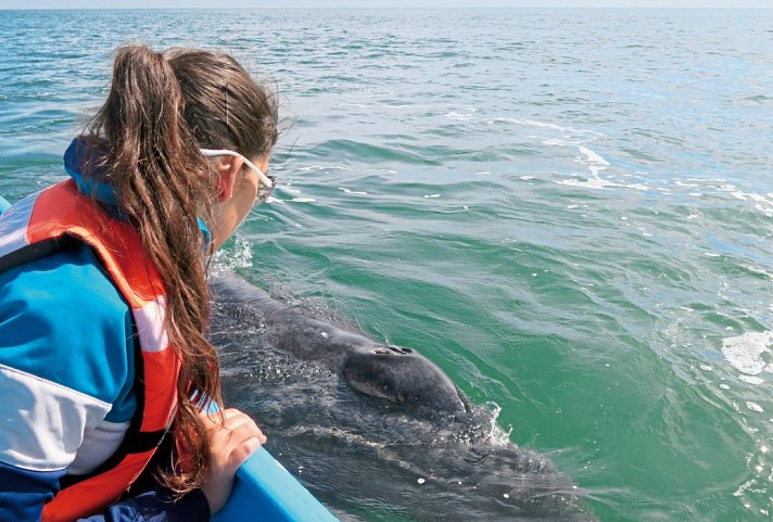 Busrundreise Baja California - Lagune Ojo de Liebre