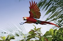 Wildlife Pur von der Karibik zum Pazifik (mit Badeverlängerung)