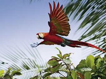 Wildlife Pur von der Karibik zum Pazifik (mit Badeverlängerung)