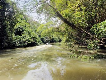 Costa Ricas wilder Süden - Feuchtgebiet Térraba-Sierpe