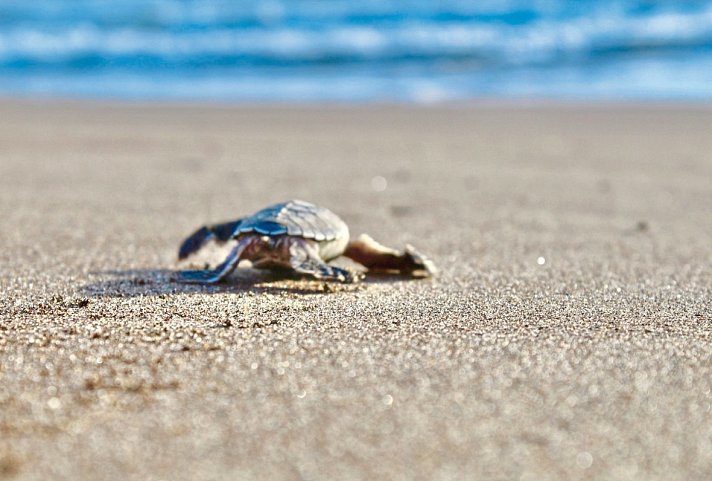 Costa Rica - Aktiv & Relax - Schildkröte, Tortuguero NP