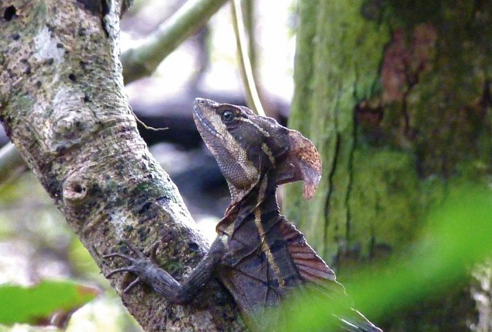 Abenteuer zwischen Vulkan und Regenwald (letzte Nacht in San José)