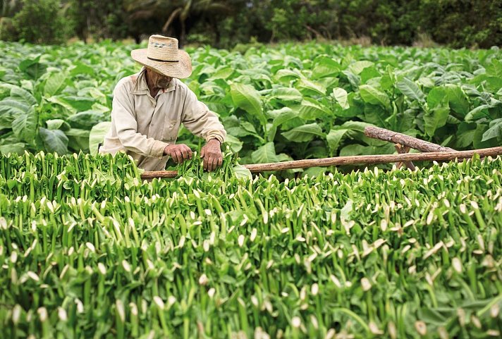 Große Kuba Rundreise - Tabakanbau