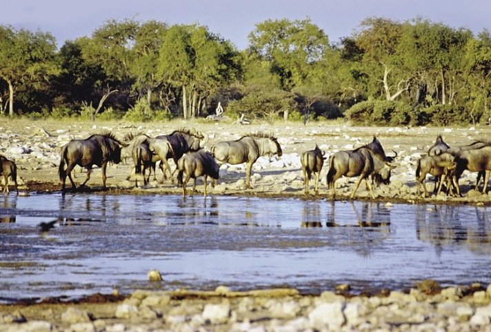 Kontrastreiches Namibia - Wasserloch im Etosha Nationalpark