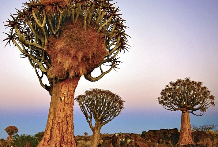 Made in Namibia - Köcherbäume