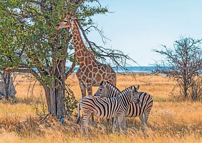 Namibia Classic Standard Windhoek