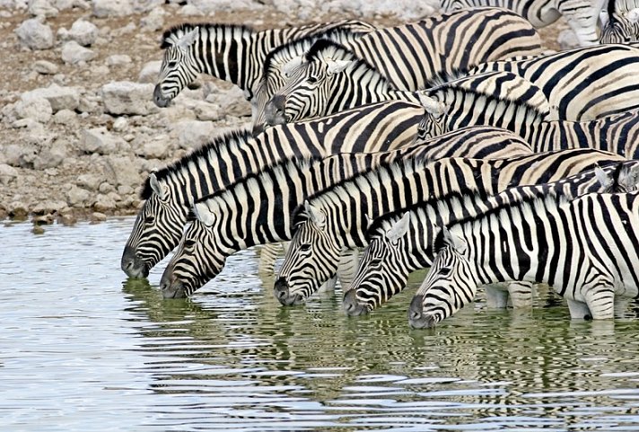 Namibia Flugsafari - Etosha Nationalpark