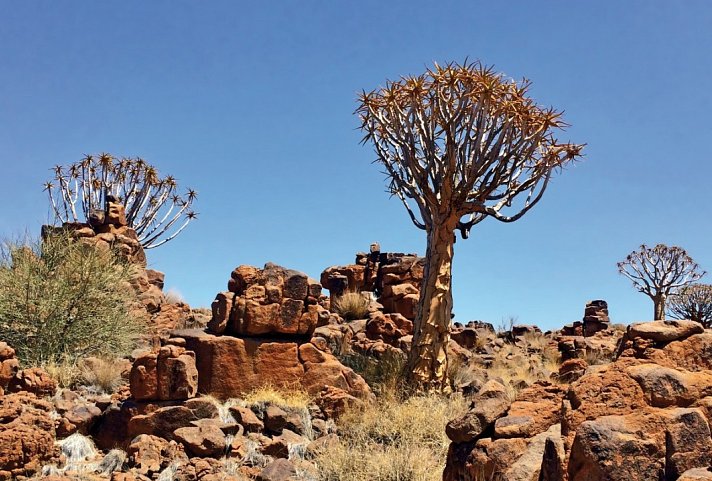 Traumreise Namibia - Köcherbaumwald