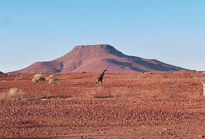 Traumreise Namibia - Palmwag