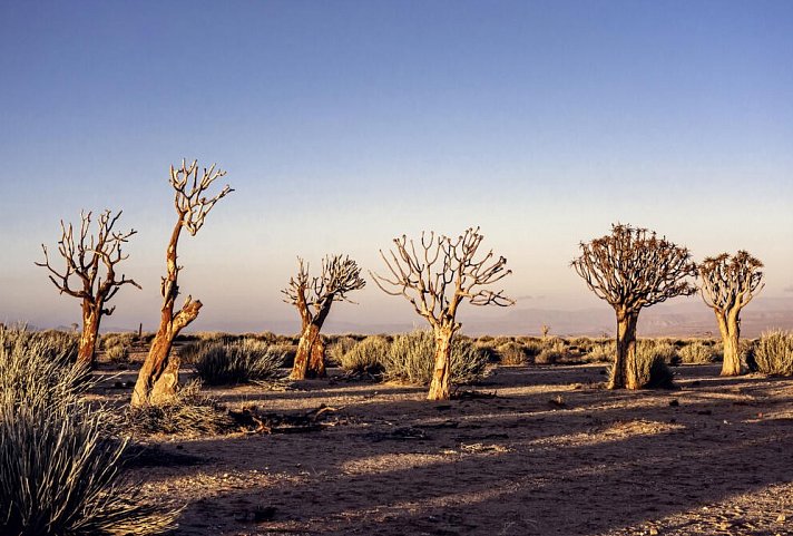 Traumreise Namibia - Köcherbaumwald
