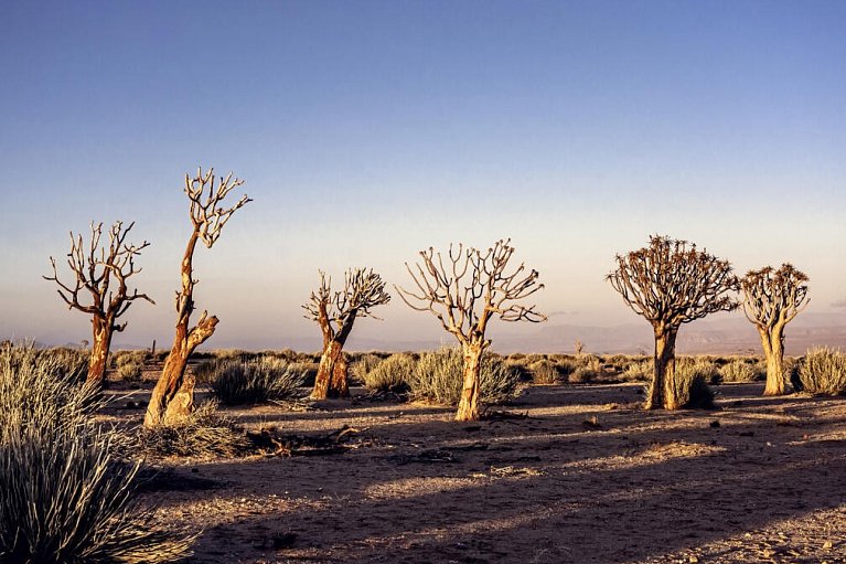 Traumreise Namibia - Köcherbaumwald