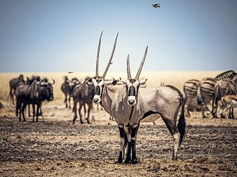 Traumreise Namibia - Oryxantilopen, Gnus und Zebras in Etosha NP